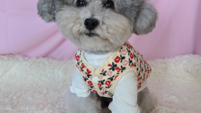 멍뭉이 튤립 조끼🌸: 귀여움 두 배! 할인 꿀팁🍯 대방출!